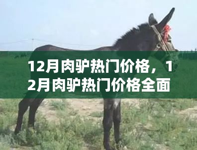 12月肉驢熱門價格詳解，全面評測與介紹
