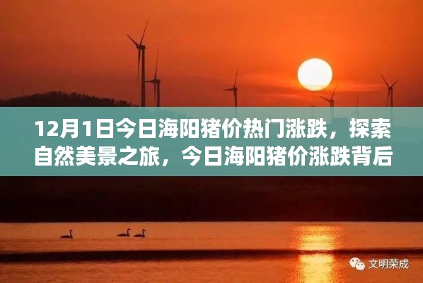 今日海陽豬價(jià)走勢揭秘，探索自然美景之旅與內(nèi)心寧靜的啟程