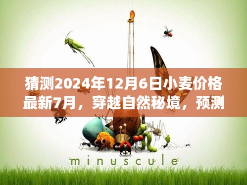 心靈之旅，揭秘未來(lái)小麥價(jià)格預(yù)測(cè)與麥田奇跡的心靈平靜之旅