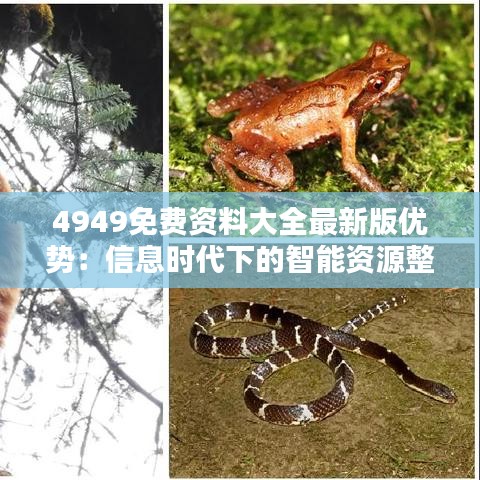4949免費資料大全最新版優勢：信息時代下的智能資源整合工具