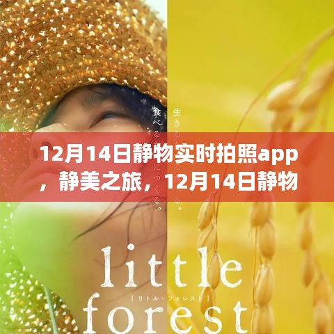 靜美之旅，12月14日靜物實時拍照app，開啟心靈與自然的遨游之旅