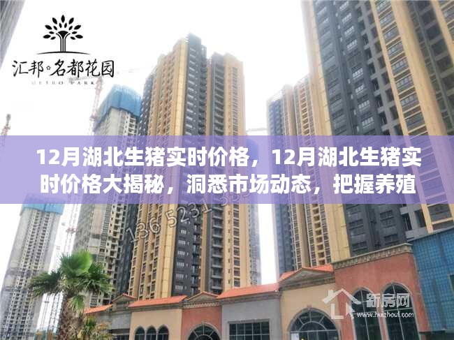 湖北生豬實時價格解析，洞悉市場動態，把握養殖盈利機遇
