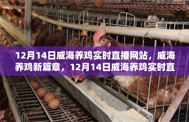 威海養雞直播新篇章，深度解析與實時直播網站體驗