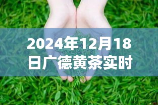 廣德黃茶，溫情時(shí)光與家的味道——最新價(jià)格表一覽（2024年12月18日）