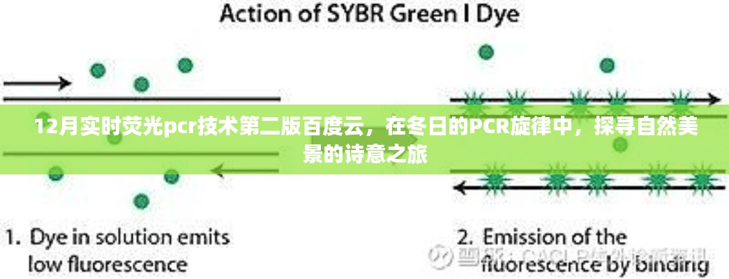 冬日的PCR旋律，探尋自然美景的詩意之旅與實時熒光PCR技術(shù)第二版百度云資源