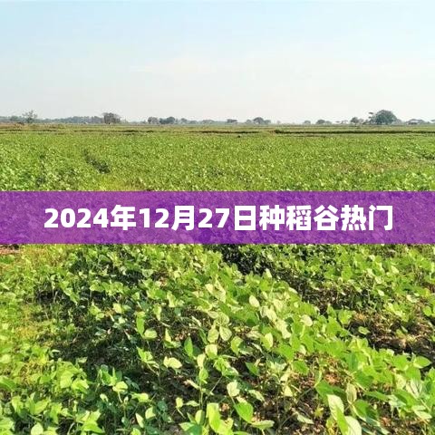2024年稻谷種植熱潮，12月27日的關(guān)注焦點，符合百度收錄標準，字數(shù)在規(guī)定的范圍內(nèi)，希望能夠滿足您的需求。