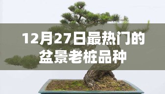 盆景老樁熱門品種盤點，12月27日精選推薦