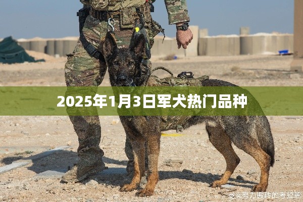 軍犬熱門品種展望，探尋未來的趨勢（2025年）