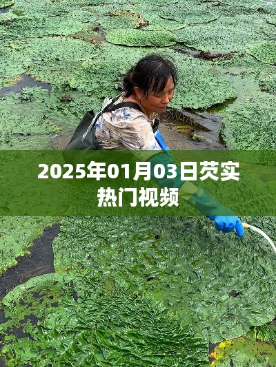 芡實(shí)熱門(mén)視頻前瞻，2025年1月3日一覽