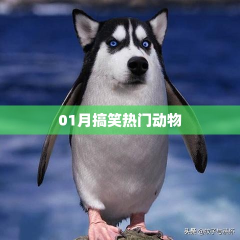 一月搞笑動物集錦