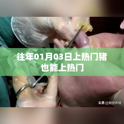 豬年熱門事件，豬也能上熱搜榜