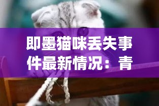 即墨貓咪丟失事件最新情況：青島即墨寵物醫院地址明細 
