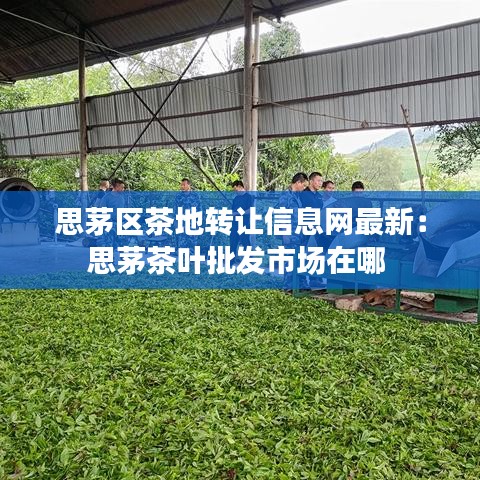 思茅區(qū)茶地轉(zhuǎn)讓信息網(wǎng)最新：思茅茶葉批發(fā)市場在哪 