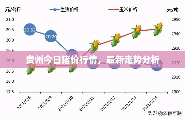 貴州今日豬價行情，最新走勢分析