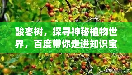 酸棗樹，探尋神秘植物世界，百度帶你走進知識寶庫！