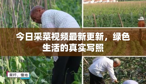 今日采菜視頻最新更新，綠色生活的真實寫照