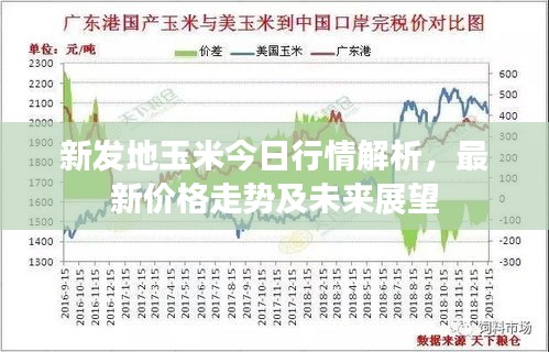 新發(fā)地玉米今日行情解析，最新價格走勢及未來展望