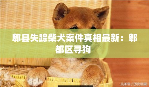 郫縣失蹤柴犬案件真相最新：郫都區尋狗 