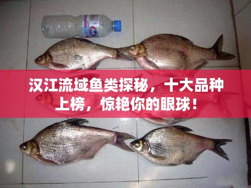 漢江流域魚類探秘，十大品種上榜，驚艷你的眼球！