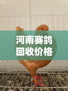 河南賽鴿回收價(jià)格表最新：河南鴿子價(jià)格行情 
