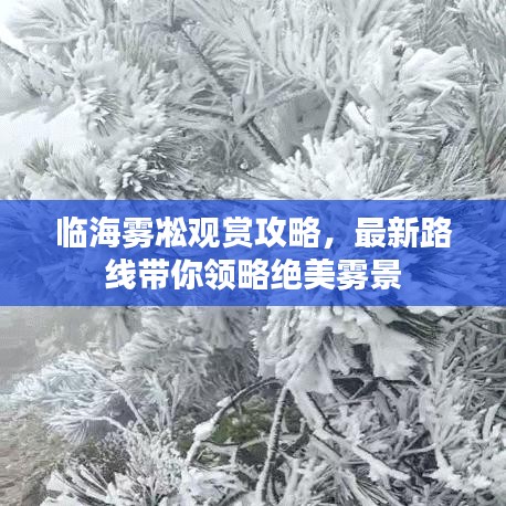 臨海霧凇觀賞攻略，最新路線帶你領略絕美霧景