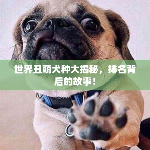 世界丑萌犬種大揭秘，排名背后的故事！