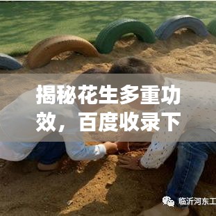揭秘花生多重功效，百度收錄下的健康寶藏