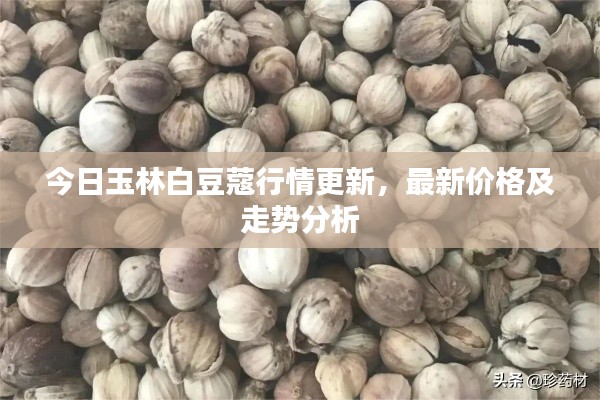 今日玉林白豆蔻行情更新，最新價格及走勢分析