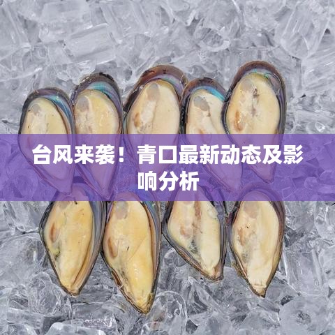 臺風來襲！青口最新動態及影響分析
