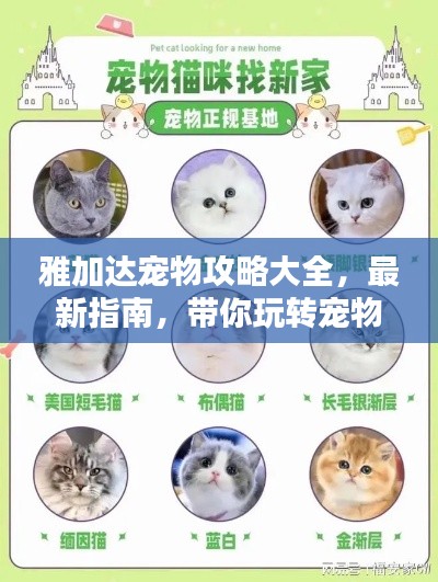 雅加達(dá)寵物攻略大全，最新指南，帶你玩轉(zhuǎn)寵物世界！