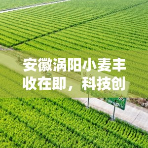 安徽渦陽小麥豐收在即，科技創新助力田野希望