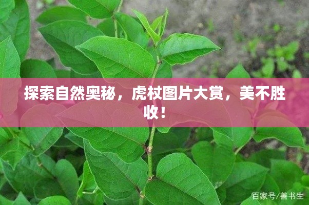 探索自然奧秘，虎杖圖片大賞，美不勝收！