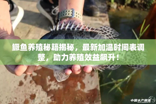 鱖魚養殖秘籍揭秘，最新加溫時間表調整，助力養殖效益飆升！
