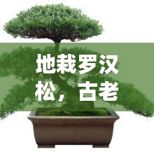 地栽羅漢松，古老園林藝術的魅力展現