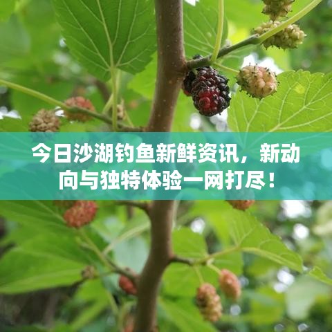 今日沙湖釣魚新鮮資訊，新動向與獨特體驗一網打盡！