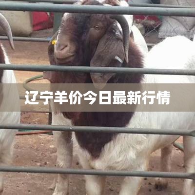 遼寧羊價今日最新行情