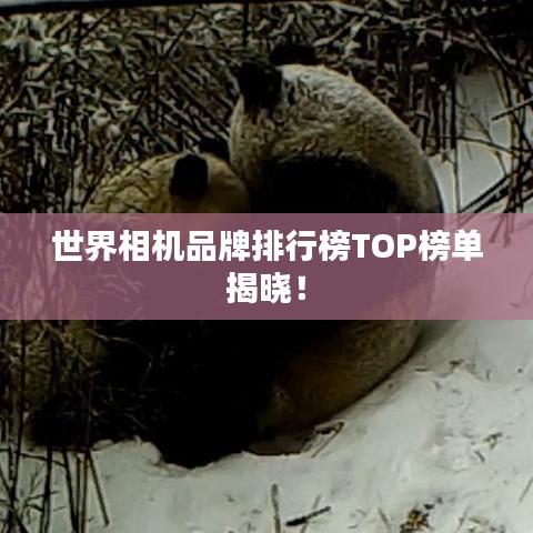 世界相機(jī)品牌排行榜TOP榜單揭曉！