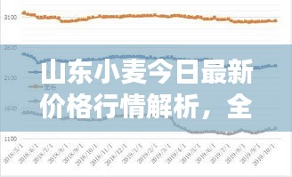 山東小麥今日最新價(jià)格行情解析，全面分析市場走勢