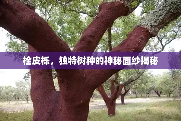 栓皮櫟，獨特樹種的神秘面紗揭秘