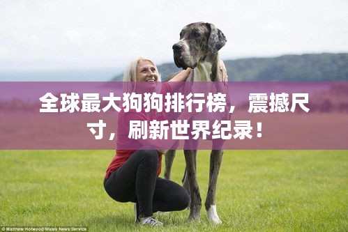 全球最大狗狗排行榜，震撼尺寸，刷新世界紀錄！