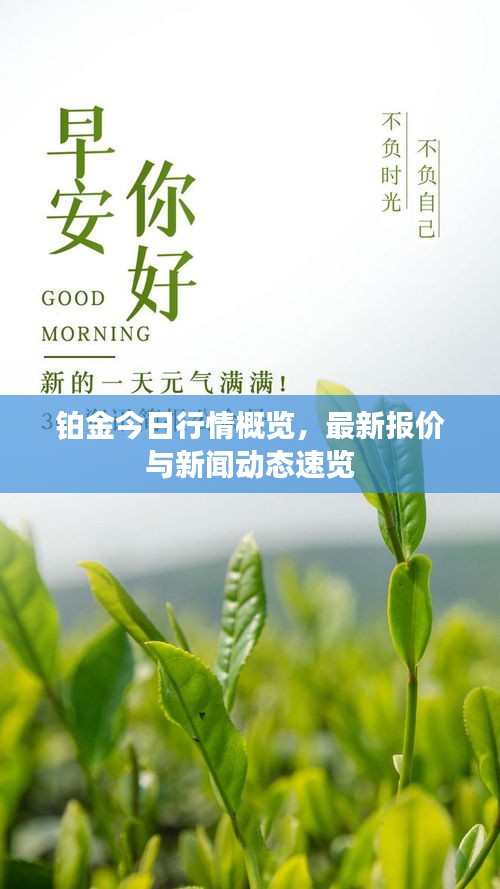 鉑金今日行情概覽，最新報價與新聞動態(tài)速覽