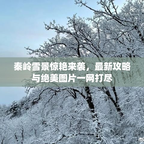 秦嶺雪景驚艷來襲，最新攻略與絕美圖片一網打盡