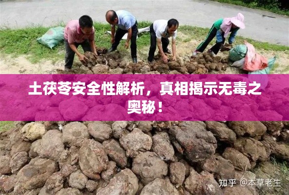 土茯苓安全性解析，真相揭示無毒之奧秘！