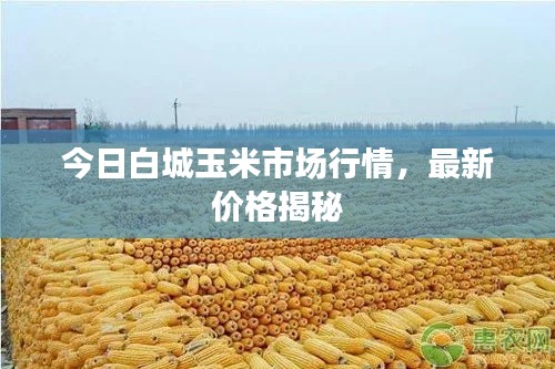 今日白城玉米市場行情，最新價格揭秘