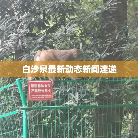 白沙泉最新動態新聞速遞
