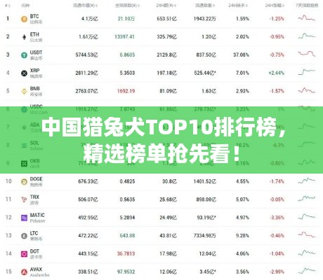 中國獵兔犬TOP10排行榜，精選榜單搶先看！
