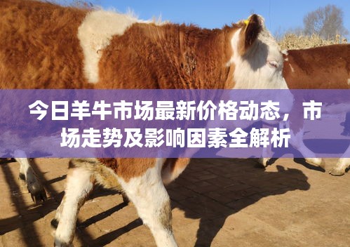 今日羊牛市場(chǎng)最新價(jià)格動(dòng)態(tài)，市場(chǎng)走勢(shì)及影響因素全解析