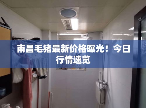 南昌毛豬最新價格曝光！今日行情速覽