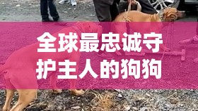 全球最忠誠守護主人的狗狗排行榜！