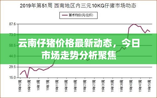 云南仔豬價格最新動態，今日市場走勢分析聚焦
